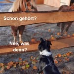Eva buss - @strohgefluester - Instagram
