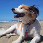 Tributo a Cachorrinha Eva - @cachorrinhaeva - Instagram