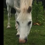 Eva carman - @charliethepony2022 - Instagram