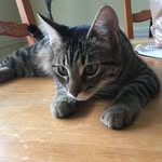 EVA - @eva_the_kitty_carman - Instagram