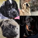Chi-Eva-Casper-Tiny - @thefourleggedtribe - Instagram