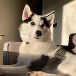 Eva & Casper 🐾 - @woof_there - Instagram