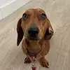 Eva & Cato - @catothedachshund - TikTok