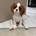 Евангелина 🐶 - @eva_the_cutie_cavalier - Instagram