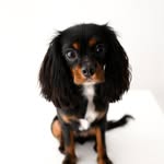 🐶 Eva The Diva - @evathecavalierdiva - Instagram