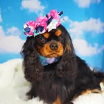 cavalier_EVA - @cavalier_eva - Instagram