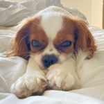 Eva 🐾 - @evacavalierking - Instagram