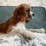 Eva - @cavalier.eva - Instagram