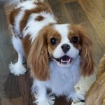 ❤Ева❤ - @eva_cavalier2020 - Instagram