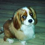 Eva Cavalier K. C. Spaniel - @evacavalier - Instagram