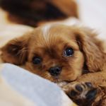 Eva - @cavalierqueeneva - Instagram