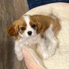 Eva - @eva_the_cavalier - TikTok