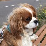 Eva The Cavalier - @eva_the_cavi - Instagram