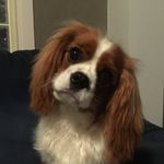 Eva the Cavalier - @eva_cavalier - Instagram