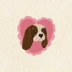 EVA🤍 UGC blog 🐾 - @_cavaliereva - Instagram