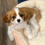 Evangeline “Eva” - @eva_the_cavalier - Instagram