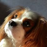 Foxen’dogs Little white pearl - @cavalierking_eva - Instagram