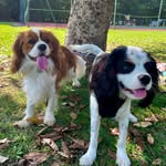 Teodoro José Marques e Valentim José Marques - @teodoroevalentim.cavalier - Instagram