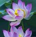 Eva Cavazos - Facebook