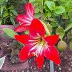 Eva Cevallos - Facebook