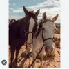 🐴🍀 - @chester_4eva - TikTok