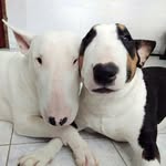 Chester 🐶 & Eva 🐶 - @chester_eva_bullterriers - Instagram
