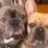 Natalia Ageeva🇰🇬FrenchBull - @evachester2024 - TikTok