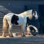 Eva Clayton - @duke_the_speedy_cob - Instagram