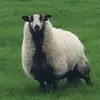 evacooley - @evacooley - TikTok