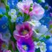 Eva Costa - Facebook