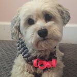Eva Crockett - @thedailypet10 - Instagram