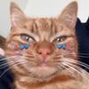 evacummins9 - @puss.the.cat - TikTok