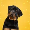 Archi_Eva_Dallas - @archi_eva_dallas - TikTok