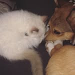 Dexter, Draco and Eva - @dexter.draco.eva - Instagram