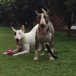 Dexter y Eva - @dexteryeva_bullterrier - Instagram