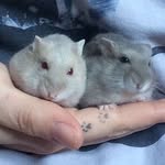 Eva and Dexter - @cutelittlehamsters - Instagram