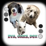 EVA OAKS DEXTER - @those.lacdogs - Instagram