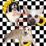 Oaks, Eva, Dexter - @408.doe - Instagram