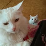 Evusya♥🐱♥ - @_e_v_a_gajdarova_ - Instagram