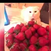 evagemell - @evagemell - TikTok