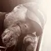 Evan Gillis690 - @evangillis690 - TikTok