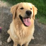 Eva - Golden Retriever - @evaagoldenretriever - Instagram