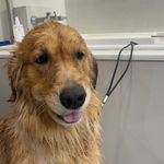 Eva | Golden Retriever - @igoldeneva - Instagram
