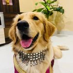 Eva | Golden Retriever ❤️ - @eva_thegoldenn - Instagram
