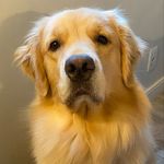 Eva, a Golden - @eva_hood_golden - Instagram