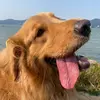 Eva Golden - @eva.golden_ - TikTok