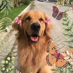 Eva Golden - @eva.guanabara.kennel - Instagram