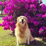 Eva Golden 🍭 🐾 - @evagoldenrp - Instagram