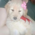 Eva Golden babe - @goldenretrievereva - Instagram