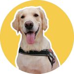 Eva GOLDEN Retriever - @eva__golden - Instagram